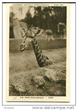 CPSM GIRAFE Exposition Coloniale Internationale PARIS 1931 Parc Zoologique - Giraffes