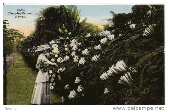 NIGHT BLOOMING CEREUS HAWAII 164 - Big Island Of Hawaii