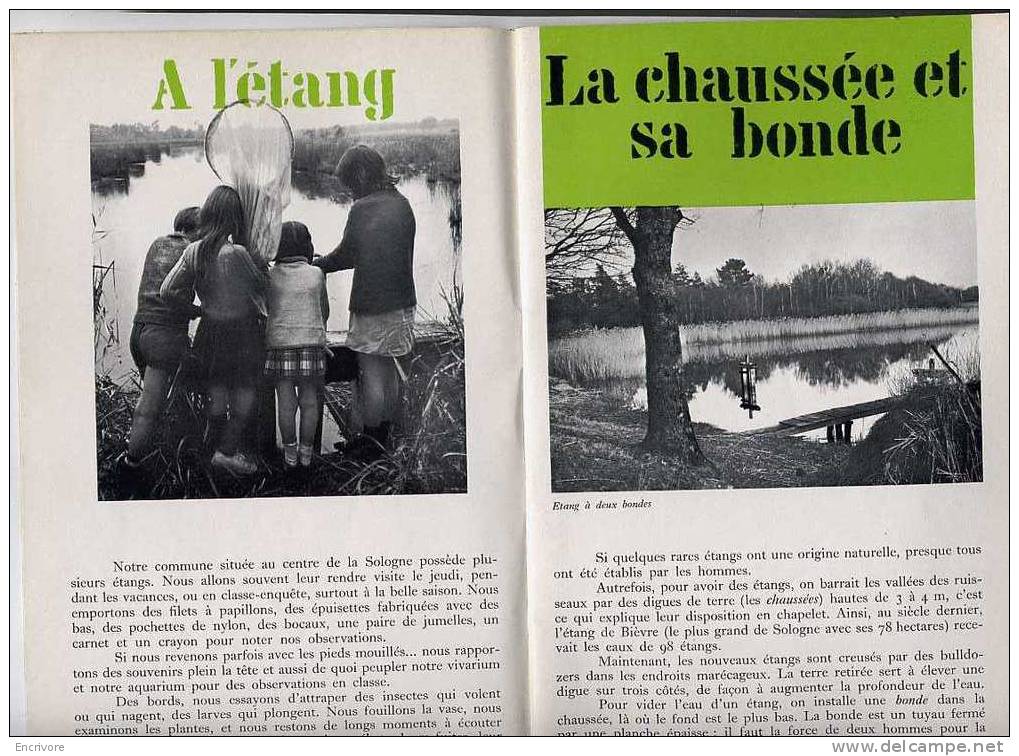 BT N° 682 Dans Les ETANG En Sologne Sagittaires Nenuphar Busard Grenouille Faune Flore Nombreuses Photos Lire Descriptif - Centre - Val De Loire