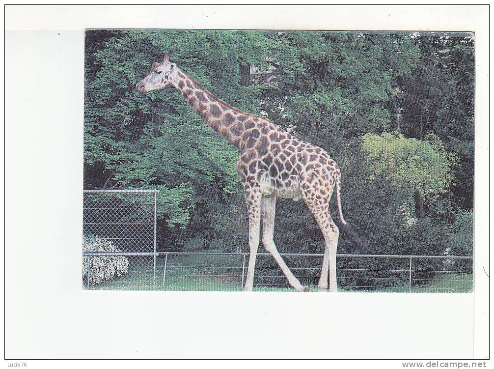 LA GIRAFE - Giraffes