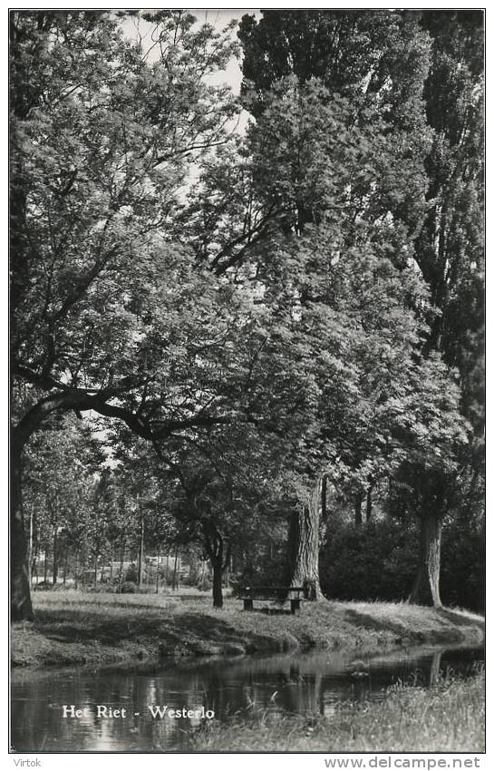 Westerlo :  Het Riet ( Geschreven Met Zegel ) - Uitg. Coenen , Foto Van Elst - Westerlo