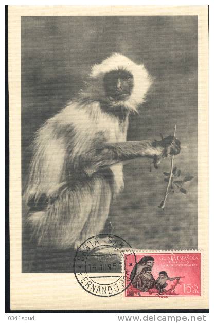 1956  Guinée Espagnole  Carte Maximum  Singe Scimmia Monkey - Singes