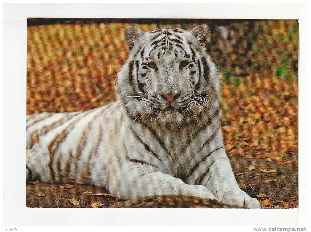 TIGRE BLANC -  Panthera Tigris Attaica -   ZOOPARC De BEAUVAL  - St Aignan Sur Cher  - N°  1866 - Tigres