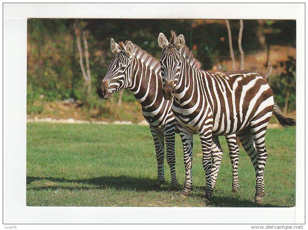 Couple De ZEBRES - Equus Quagga Boehmi -   ZOOPARC De BEAUVAL  - St Aignan Sur Cher  - N°  1749 - Zebras