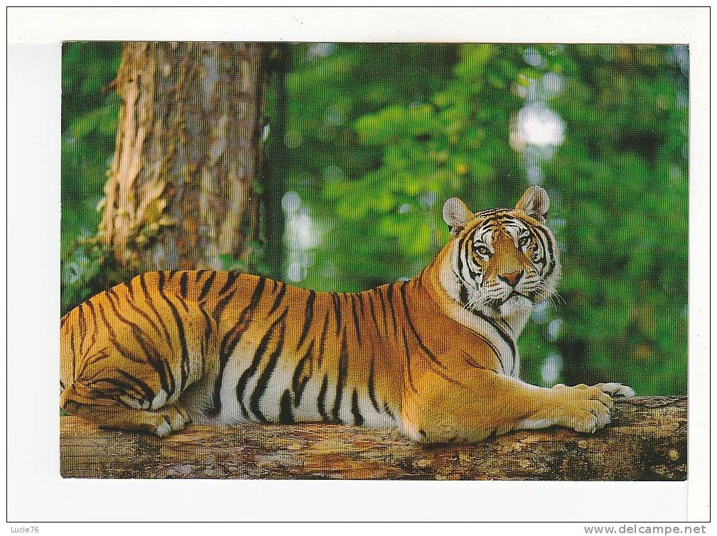 TIGRE - Panthera Tigris - -   ZOOPARC De BEAUVAL  - St Aignan Sur Cher  - N°  1748 - Tigres