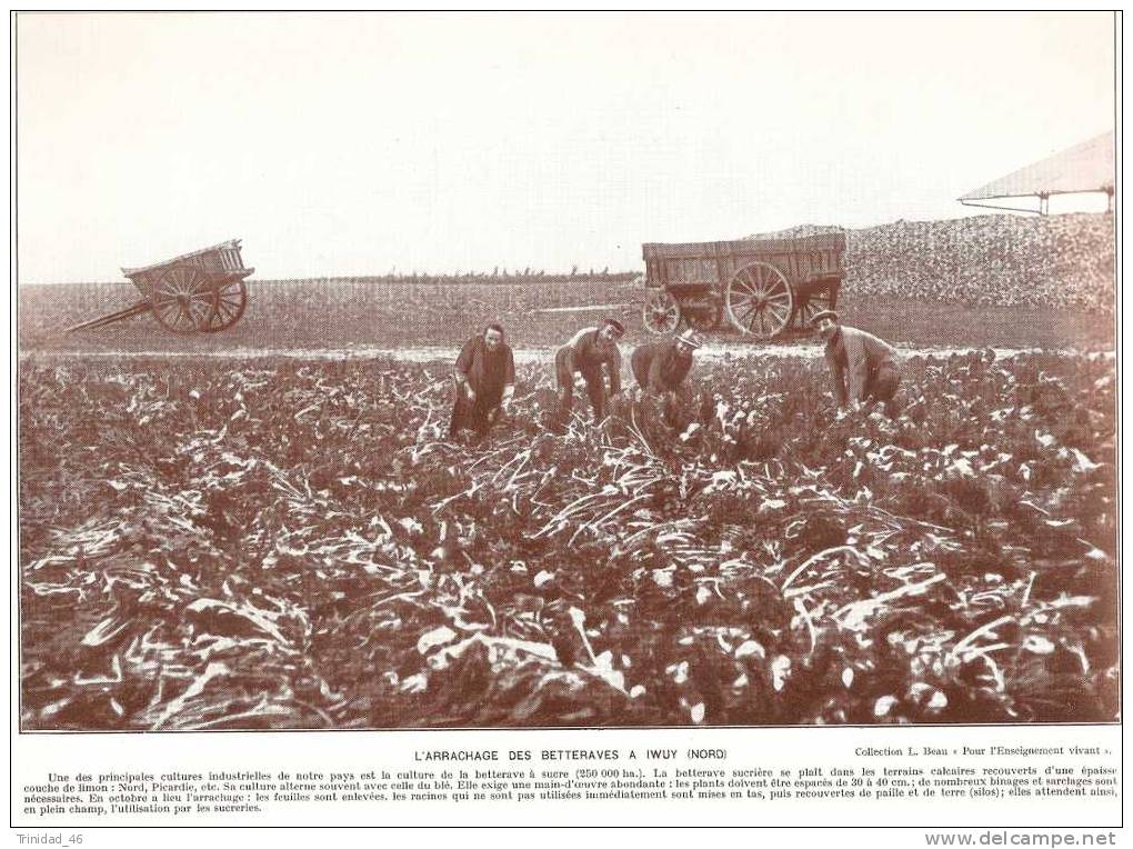 IWUY 59 ( ARRACHAGE DES BETTRAVES )  RARE  PLANCHE  PHOTO   AGRICULTURE - Autres & Non Classés