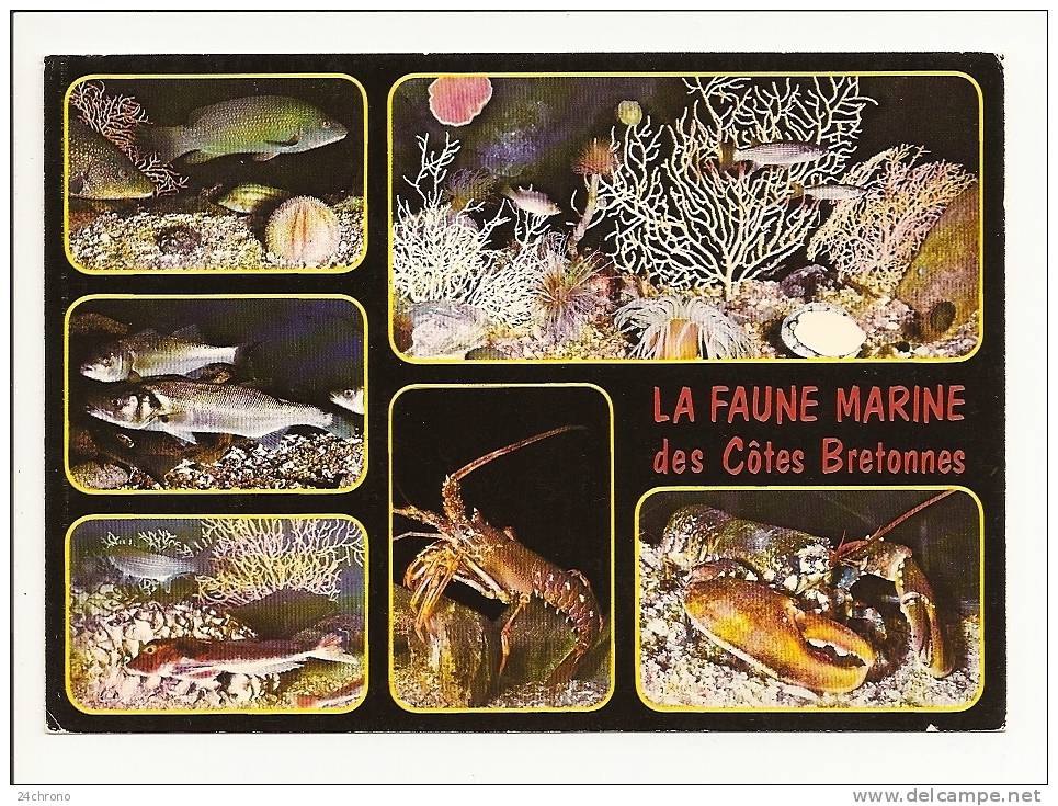 La Faune Marine Des Cotes Bretonnes: Vieille, Bar, Rouget Grondin, Langouste Et Homard (10-352) - Poissons Et Crustacés