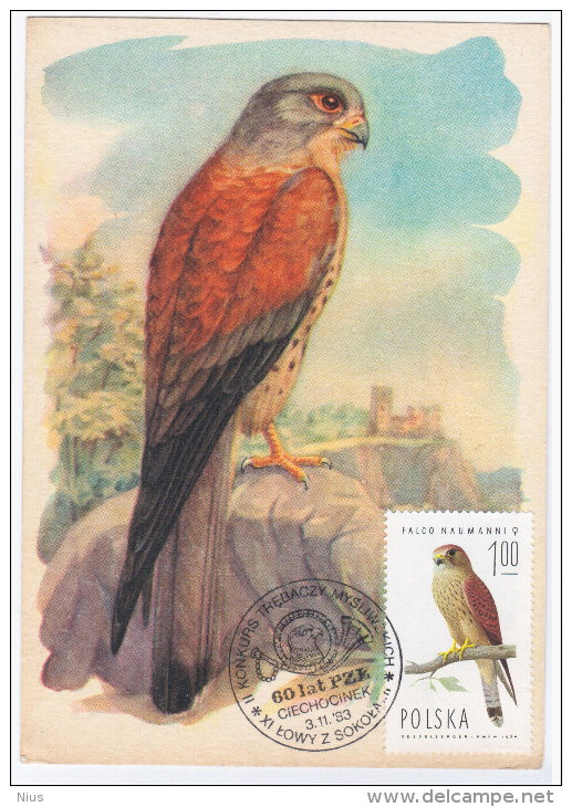 Poland 1983 Lesser Kestrel Falco Naumanni Small Falcon Eagle, Canceled In Ciechocinek - Cartes Maximum