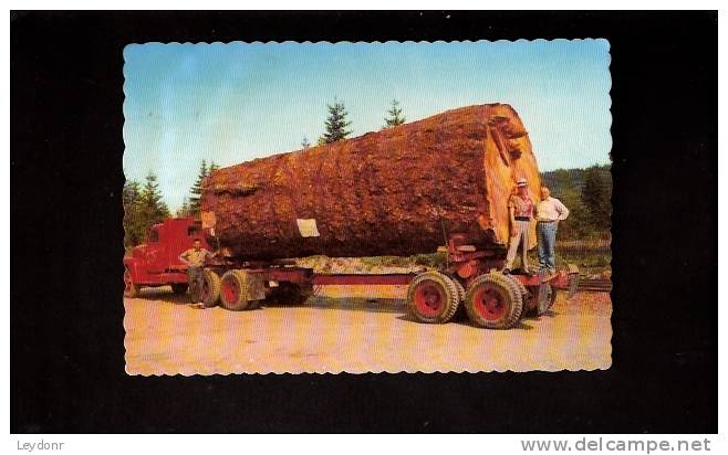 Giant Fir Log - Other & Unclassified