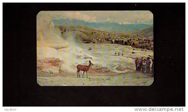 Deer And Terrace At Mammoth Hot Springs In Yellowstone National Park - Yellowstone