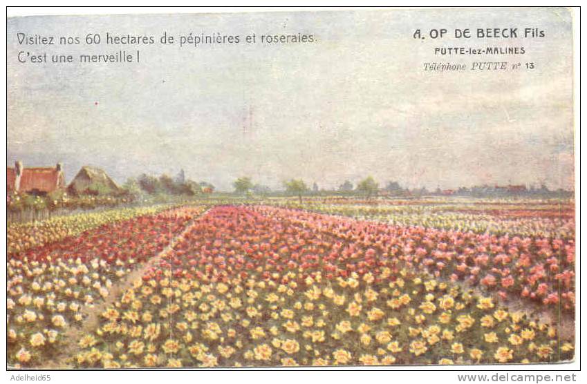 Publiciteitskaart A. Op De Beeck Bloemenkweker Putte Bij Mechelen Imp Denis BXL - Putte