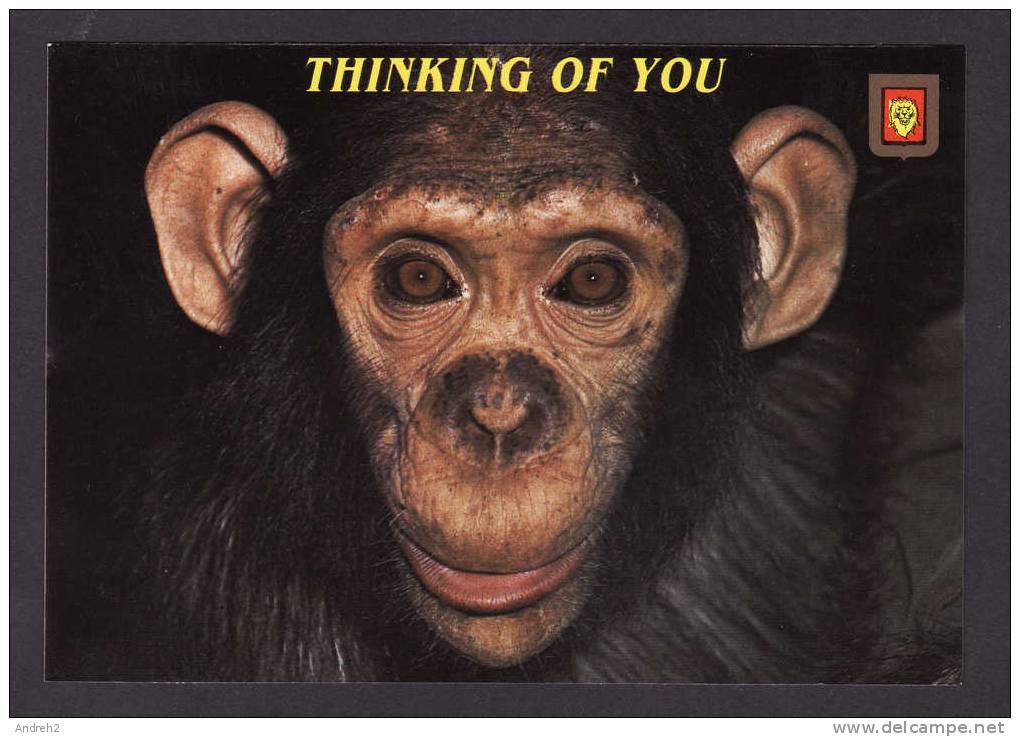 ANIMALS - THINKING OF YOU - SINGE - MONKEY     ASTRAL GRAPHICS  MIAMI FLORIDA - Singes