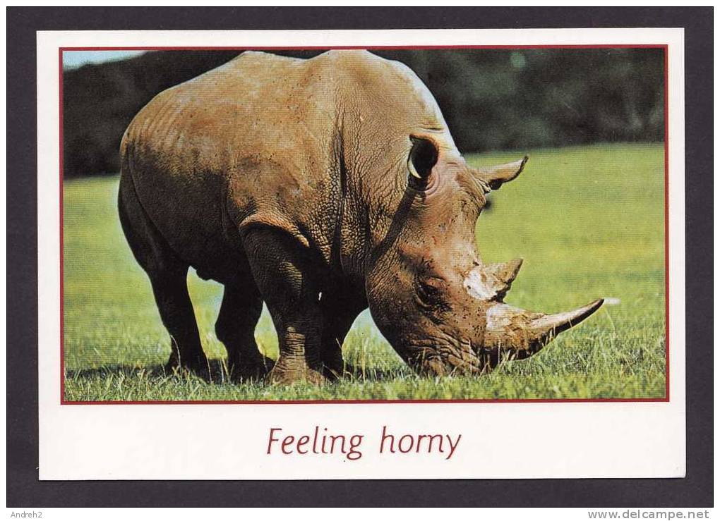 ANIMALS - FEELING HORMY - RHINOCEROS -                    ASTRAL GRAPHICS  MIAMI FLORIDA - Rinoceronte