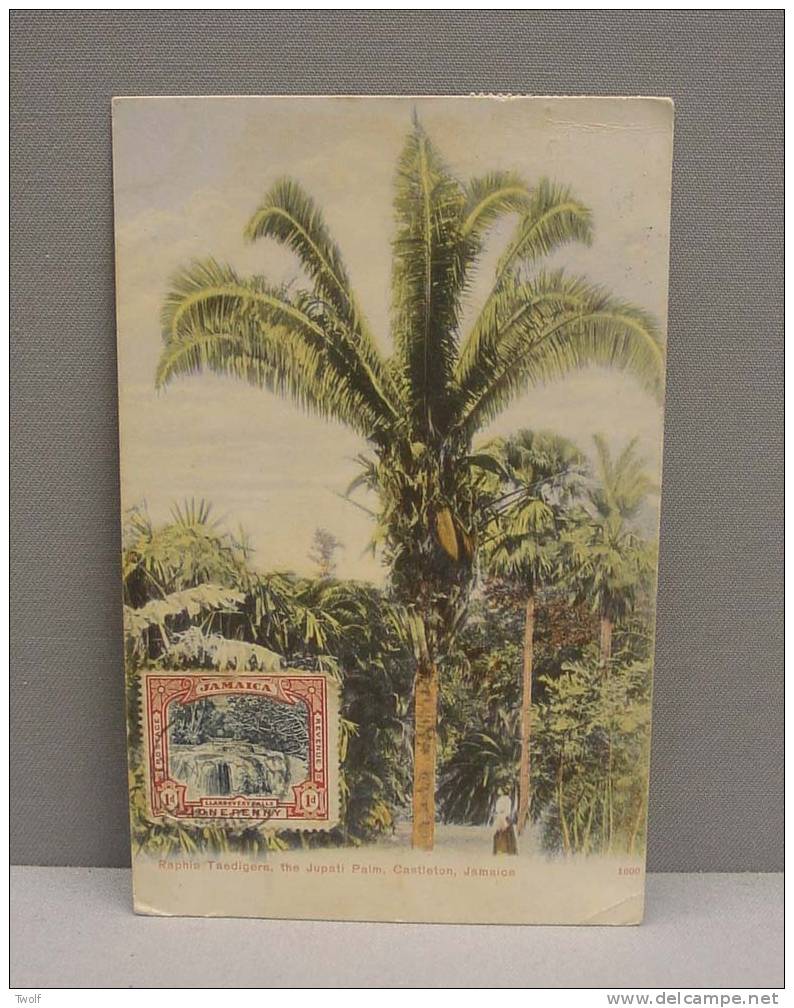 Raphia Taedigera, The Jupati Palm, Jamaica - 1600 - Aston W. Gardner & Co´s Series. Jamaica - Jamaïque