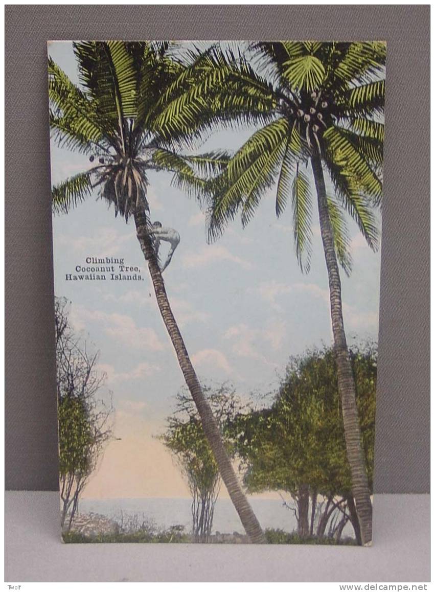 Hawai - Climbing Coconut Tree - Hawaiian Islands - Pub. Exclusively For The Island Curio Co, Honolulu, T.H. - 20571 - Honolulu