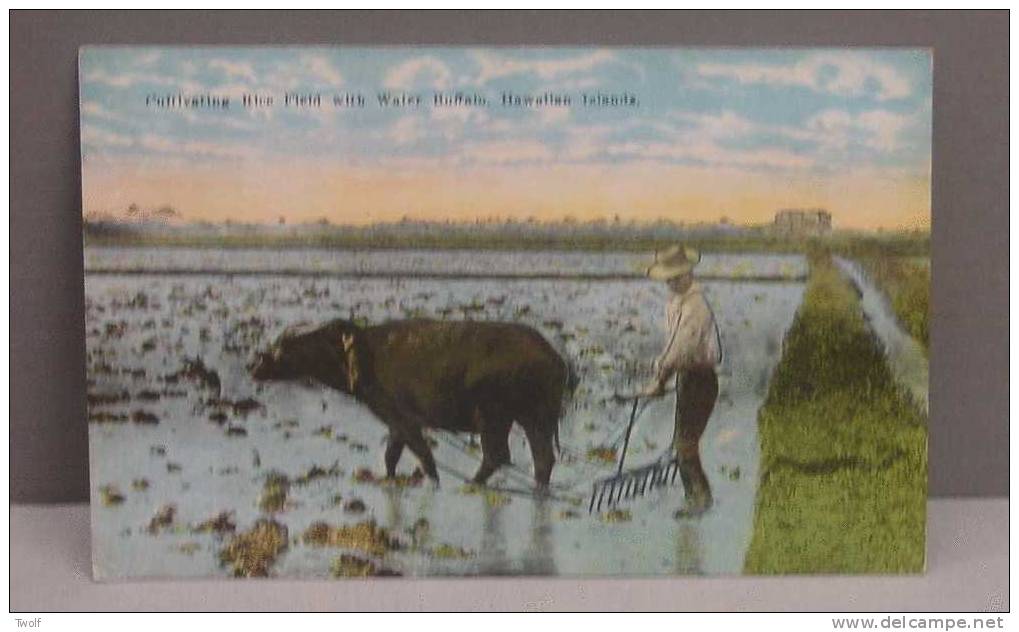 Hawai - Cultivating Rice Field With Water Buffalo, Hawaiian Islands - Honolulu