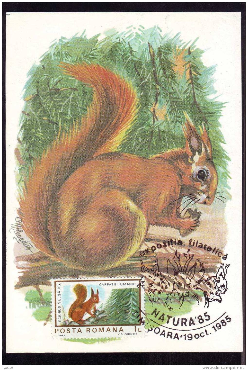 Maxicard Carte Maximum 1985 écureuil,squirrel,obliter Ation Concordante Timisoara Romania. - Knaagdieren