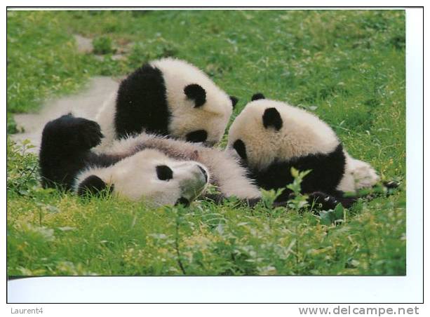 (302) - Our Panda - Panda Bear - Bears