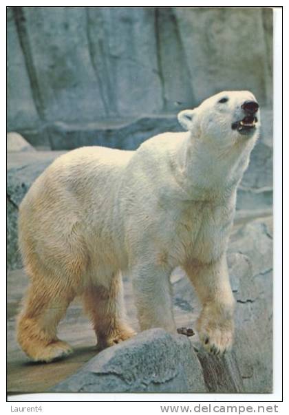 (302) - Our Balnc Polaire - Polar Bear - Ours