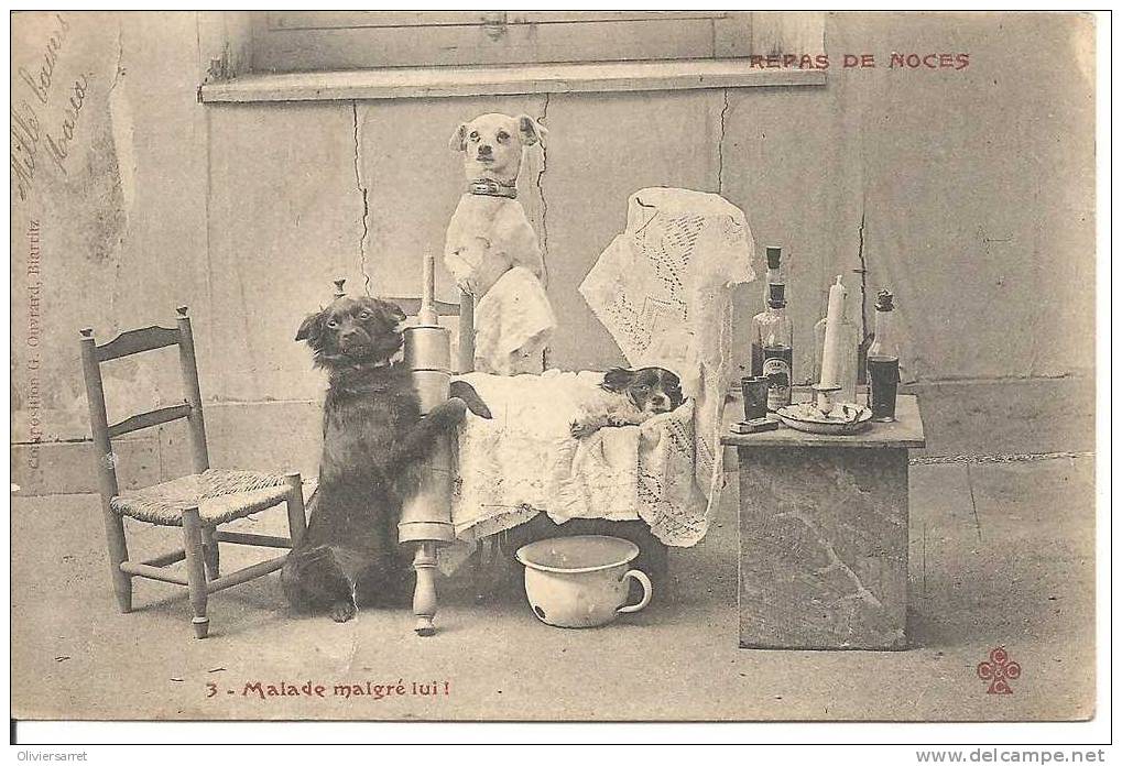 Chiens Repas De Noces - Chiens