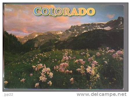 Jolie CP Etats Unis Amérique The Colorado Rockies - The Columbine - Fleurs Montagne Photo Allen Karsh - Rocky Mountains