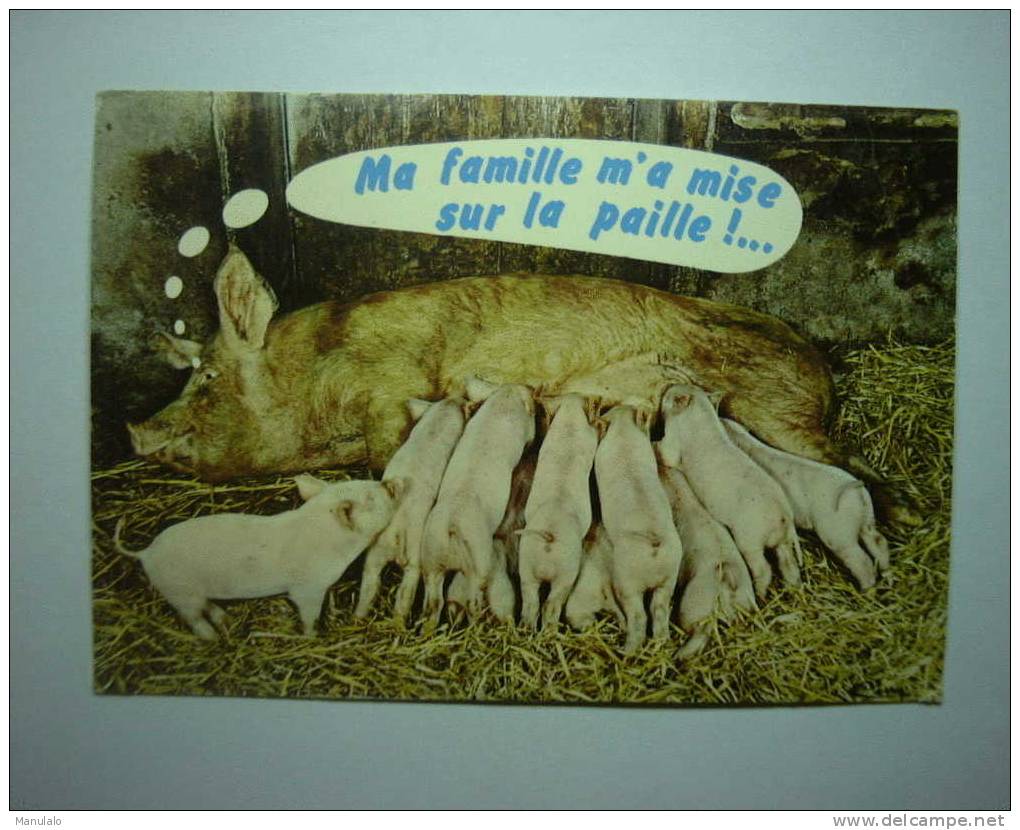 Animaux Humoristiques - Une Belle Mère ! - Cochon - Ma Famille M'a Mise Sur La Paille!.... - Cochons
