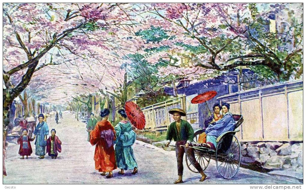 Cerisiers En Fleurs - Yokohama