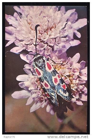 SERIE LOT  3 CPM   PAPILLONS Comité National De L´Enfance 1969 + BRASSARD - Butterflies