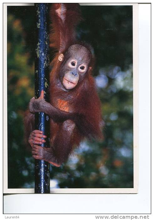 (180) Oran Utang - Oranutang - Apes - Singe - Monkeys