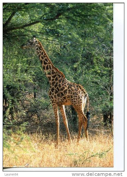 (180) Giraffe - Giraffes - Giraffes