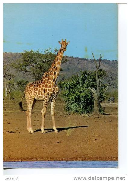 (180) Giraffe - Giraffes - Giraffes