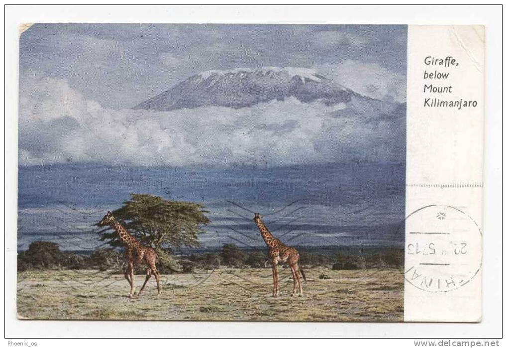 GIRAFFE - Below Mount Kilimanjaro, 1957. - Giraffes