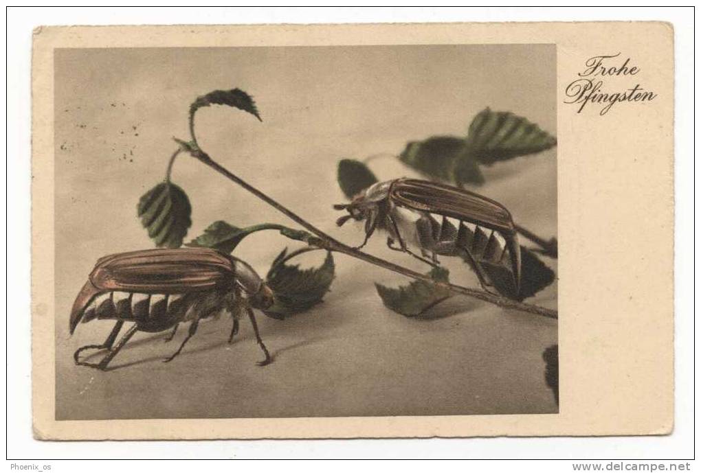 INSECTS - Old Postcard - Insectes