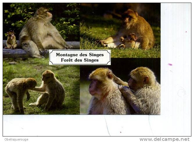 8 SINGES  4 VUES/ 1 CARTE  KINTZHEIN ET ROCAMADOUR  FORET DES SINGES - Apen