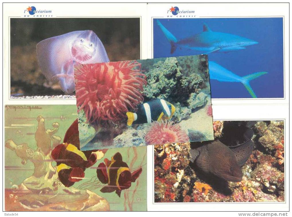 Lot De 9 Cartes Thème POISSONS - Poissons Et Crustacés