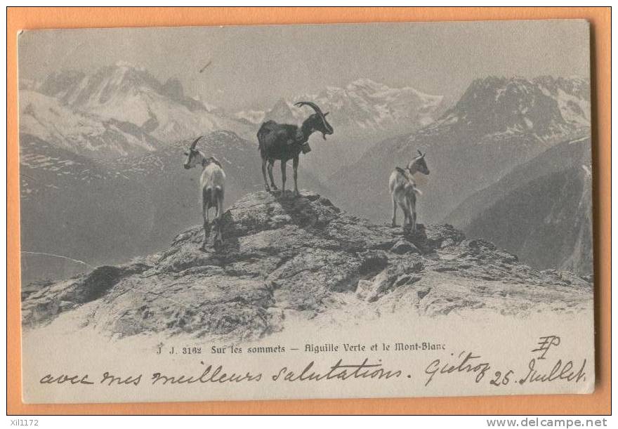 Ch031 Vallée De Trient, Aiguille Verte Et Mont-Blanc : Chèvres,goat. Cachet Finhaut 1905. Jullien 3162 - Finhaut