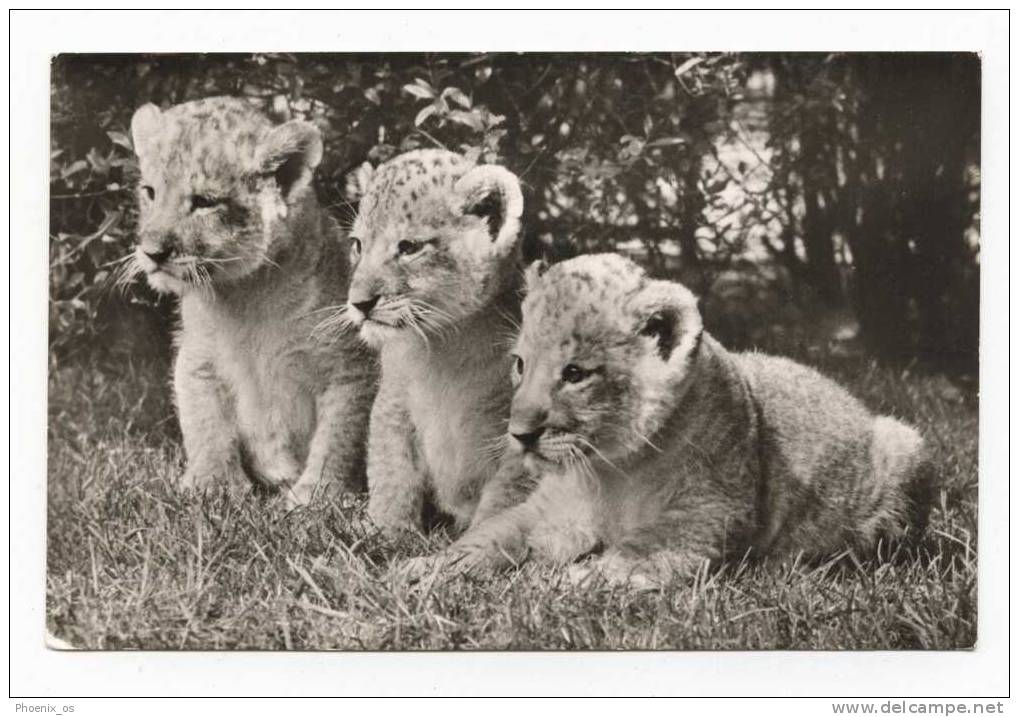 LIONS - 3 Lion Babes - Lions