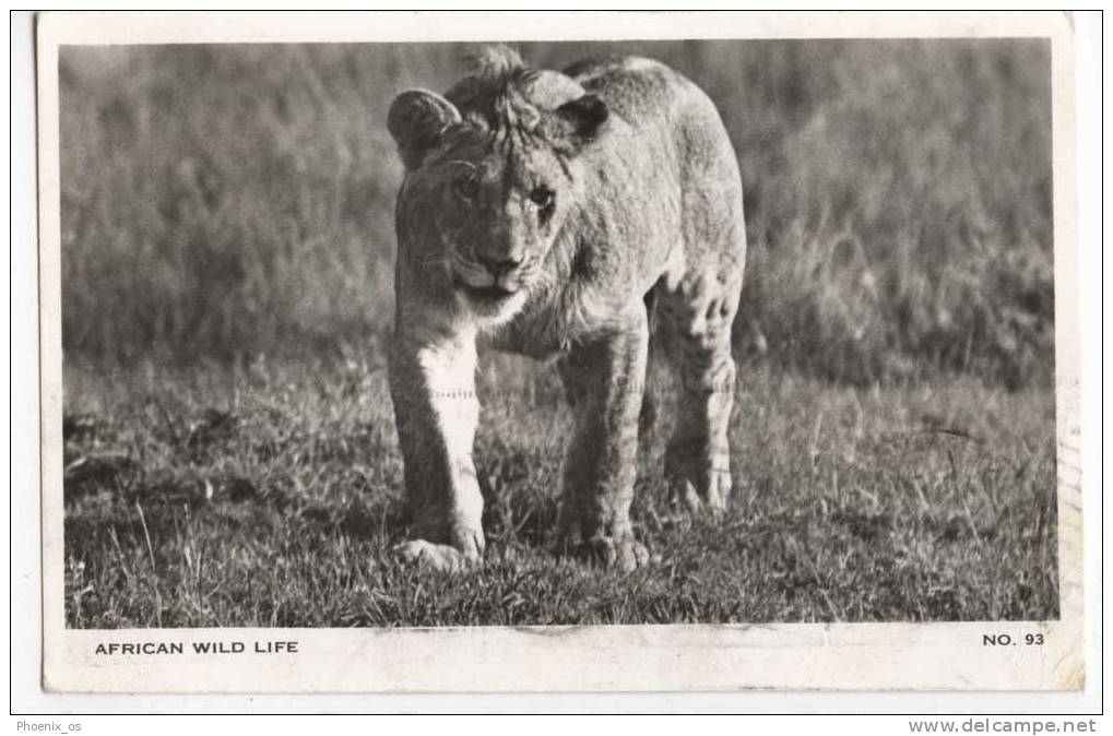 LIONS - Lioness, African Wild Life, 1953. - Leoni