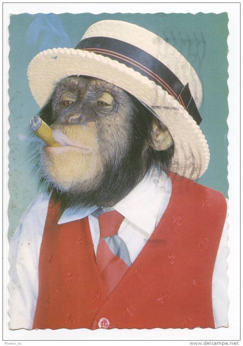 MONKEY - Monkey, Hat, Cigar, 1981. - Monos