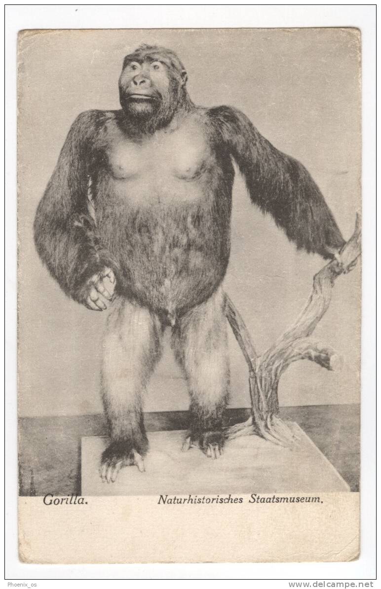 MONKEYS - Gorilla, Old Postcard - Monos