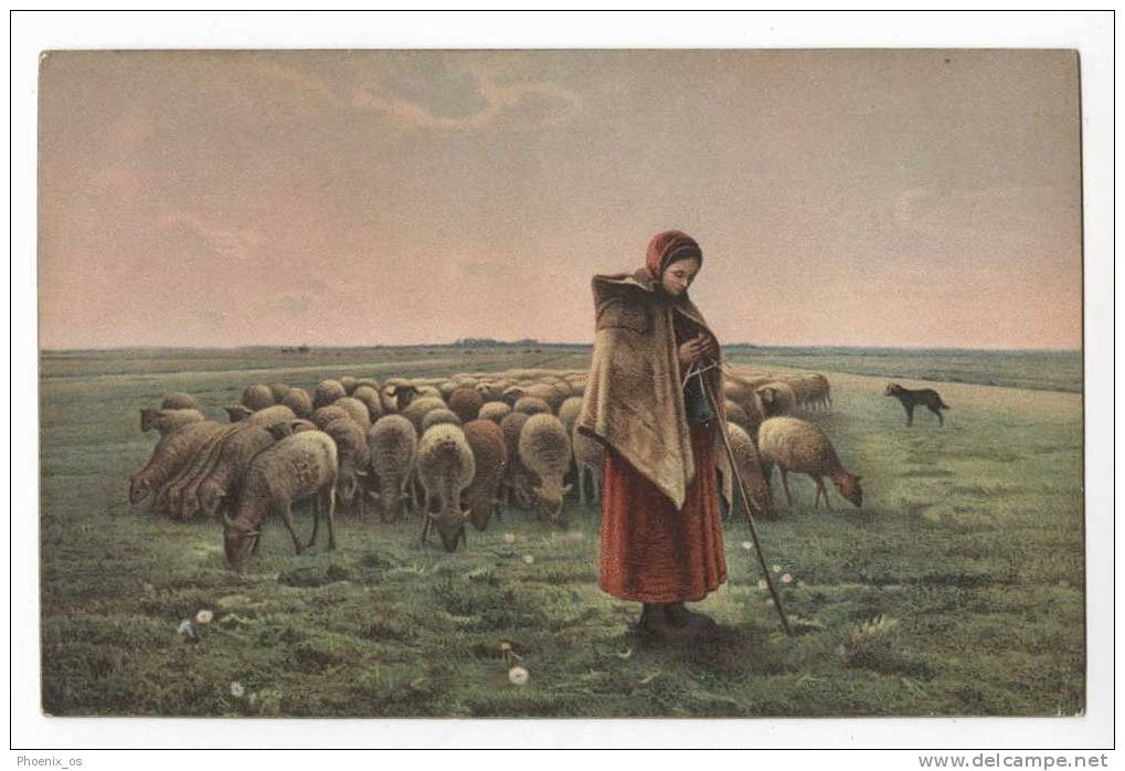 SHEEPS - Sheepherd, Sheeps, Old Postcard, Stengel & Co. - Allevamenti
