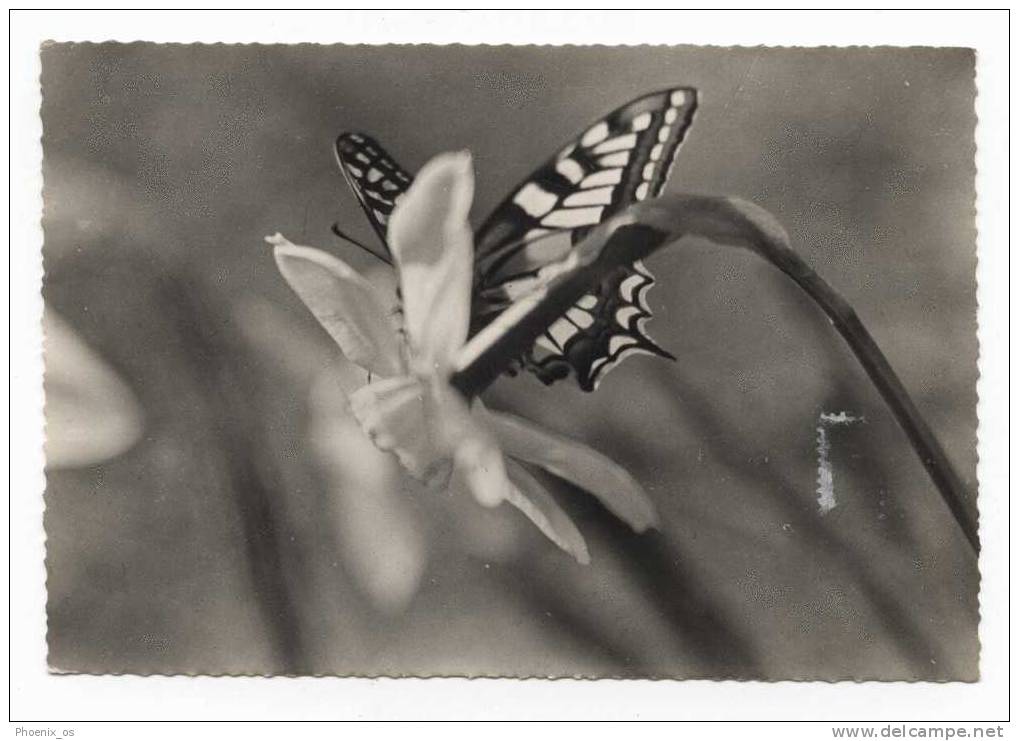 BUTTERFLIES - Photo Postcard - Papillons