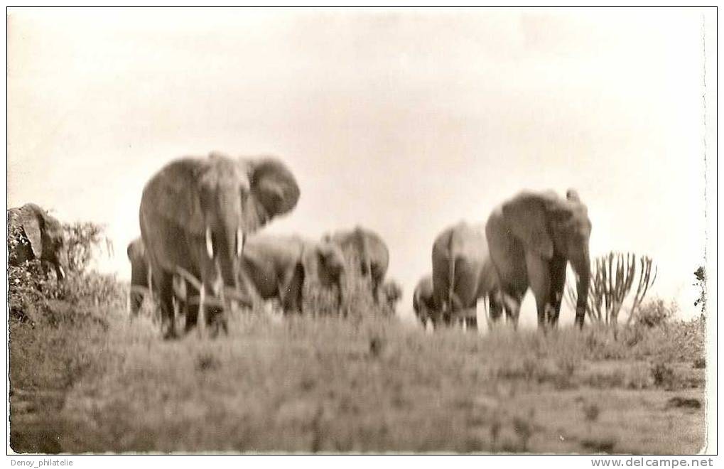 ELEPHANTS / FAUNE AFRICAINE TROUPEAU - Elephants