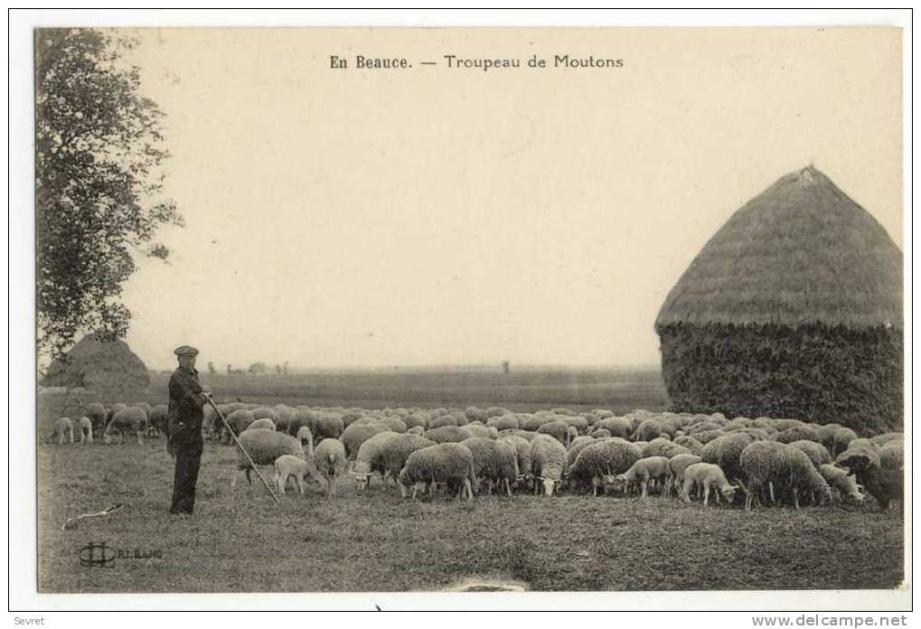 En Beauce. -  Troupeau De Moutons - Other & Unclassified