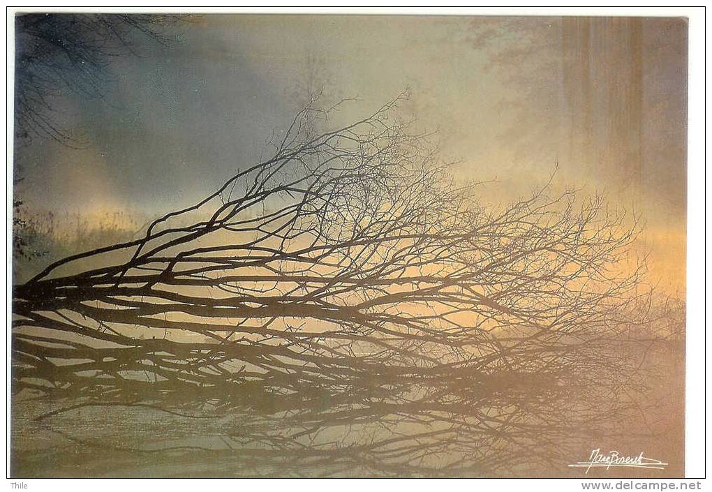 La Forêt De Soignes - Photo Marc Boseret - Format 12 Cm X 17 Cm - Bossen, Parken, Tuinen