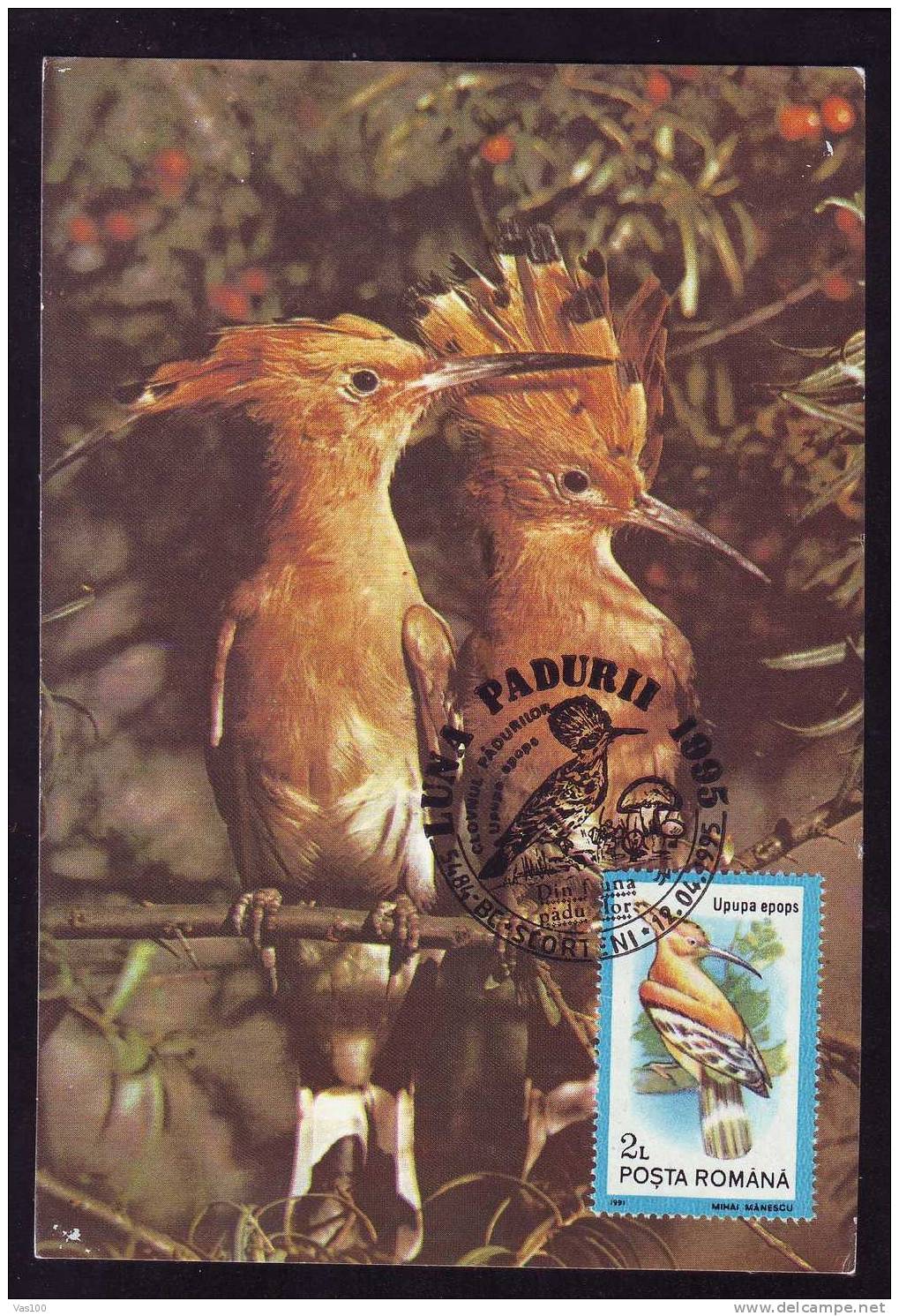 \\\"UPUPA EPOPS\\\" PUPAZA :MAXIMUM CARD, Bird Grimpeur 1995, –  Carte Maximum,obliteration SCORTENI,Romania. - Pics & Grimpeurs