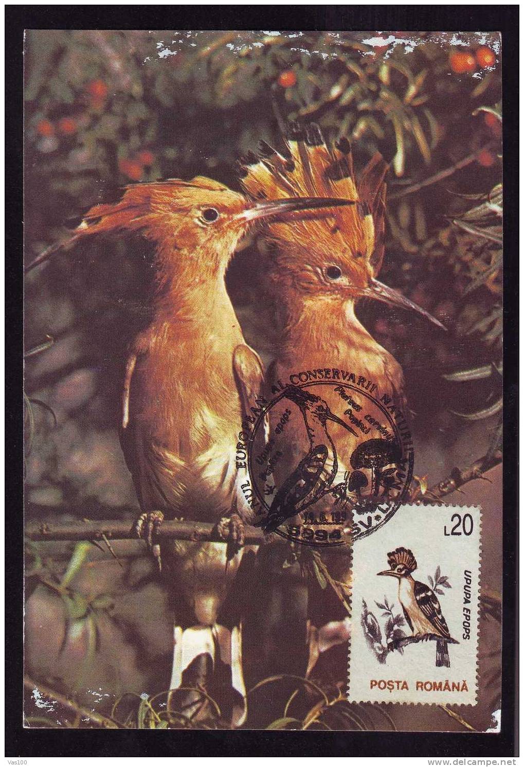 \\\"UPUPA EPOPS\\\" PUPAZA :MAXIMUM CARD, Bird Grimpeur 1995, –  Carte Maximum,obliteration ULMA,Romania. - Pics & Grimpeurs