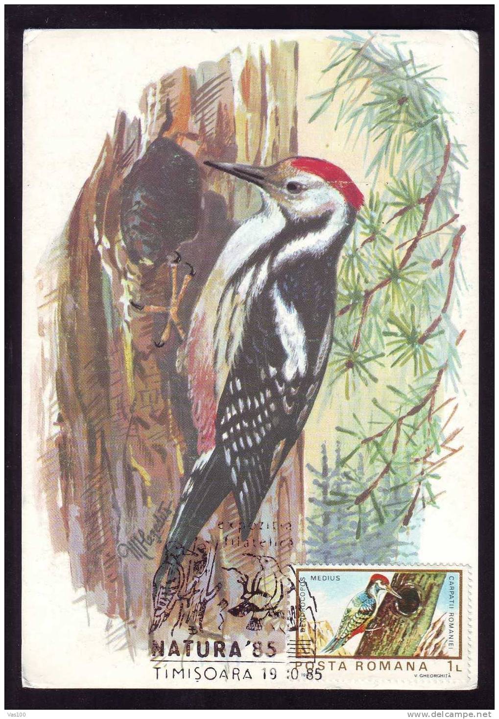 \\\" DENDROCOPOS MEDIUS \\\" CIOCANITOAREA:MAXICARD, Bird Grimpeur 1985, – Carte Maximum,obliteration TIMISOARA,Romania. - Spechten En Klimvogels