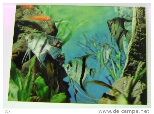 PESCI  FISHES  FISH   3D TRIDIMENSIONALE POSTCARD UNUSED  NON VIAGGIATA   COME DA FOTO - Fische Und Schaltiere