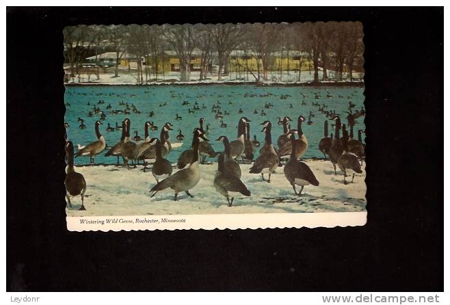 Wintering Wild Geese, Rochester, Minnesota - Other & Unclassified